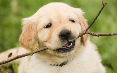 Du kan sagtens tage din hund med på tur sammen med familien