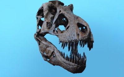 Verdens største dinosaur i havet og andre fun facts